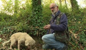 La truffe italienne, candidate au patrimoine de l'Unesco
