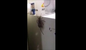 Un énorme araignée transporte la cadavre d'une souris