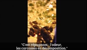 Invasion de rats dans la prison de Sequedin (Lille)