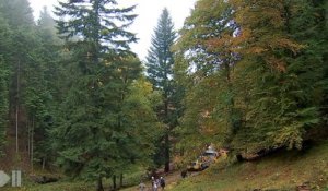 Habemus Sapinus ! Le sapin 2016 coupé dans les Vosges
