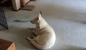 Ce chien Husky déteste quand on joue du Saxophone