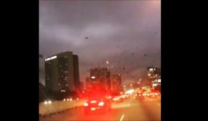 Des milliers d'oiseaux survolent la ville de Houston !