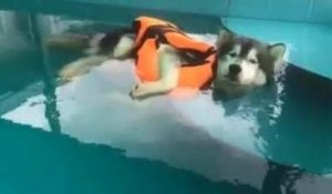 Un chien flotte dans une piscine