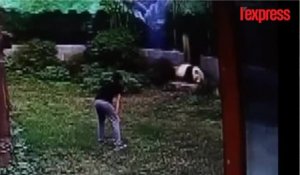 Chine : un panda géant un peu trop affectueux