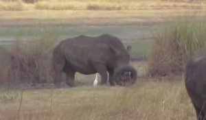 Un rhinocéros coincé dans un pneu au Zimbabwe.