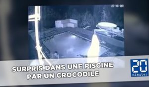 Un crocodile interrompt le bain nocturne d'un couple dans une piscine