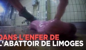 Abattoir de Limoges : des vaches en gestation éventrées, nouvelle vidéo choc de L214