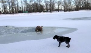 Cet homme et son chien sauve un orignal piégé dans un lac gelé