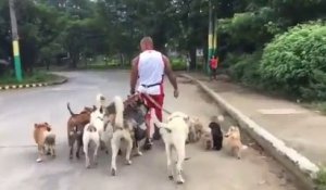 Il promène 15 chiens en même temps... Dingue