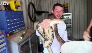 Un python se venge d'un homme qui tentait de le sortir de son garage !
