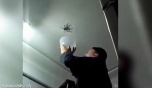 Un homme tente de capturer une grosse araignée