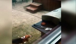 Ce chien a bien décidé de manger un petit barbecue