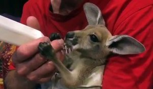 Il Nourrit Son Bebe Cameleon A La Main Et C Est Trop Mignon Sur Orange Videos