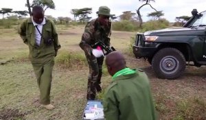 Son petit pris au piège des braconniers, cette maman éléphant panique et menace les hommes