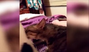 Un chat terriblement choqué par l'odeur du pet de son congénère !