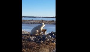 Le moment incroyable quand un ours polaire caresse un chien au Canada