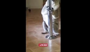 Un koala pénètre dans une maison et se met à la pole dance !