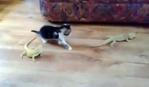 Un chat joue avec deux bébés lézards