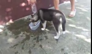 Ce chien essaie de nager dans sa gamelle d'eau
