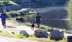 Un élan fait du running avec un homme et son chien