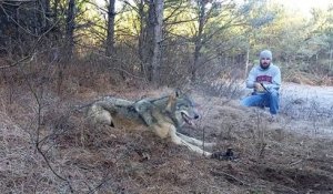 Sauvetage perilleux d'un loup pris dans un piège