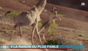 [Zap Actu] Une girafe envoie valser une lionne affamée (30 11 16)