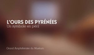 L'ours des Pyrénées : un symbole en péril (cycle Espèces d'Ours)