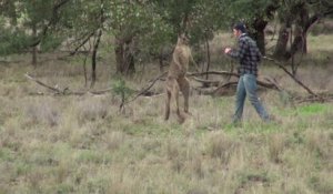 Cet homme met un coup de poing à un kangourou pour défendre son chien