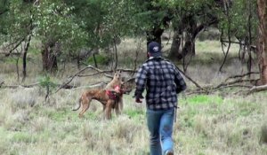 Il décoche une droite à un kangourou pour sauver son chien