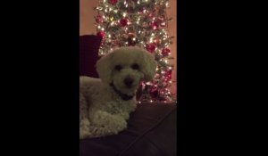 Endormir son chien avec une chanson de Noël