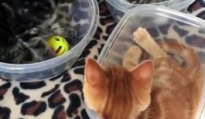 Des chats dans des Tupperware : le truc le plus cute du jour
