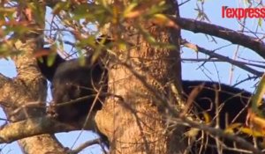 Caroline du Nord: un ourson reste coincé dans un arbre