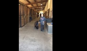 Cet enfant essaie de faire sortir un cheval de son box dans une écurie