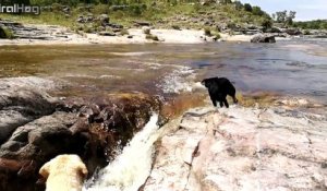Ce chien sauve son compagnon canin malmené par une rivière en furie !