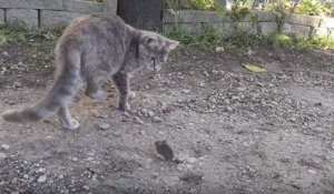 Un chat se fait voler sa souris