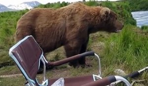 Un ours veut squatter avec un pêcheur