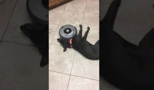 Roomba vs Chien paresseux