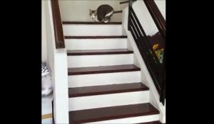Ce chat est amputé de deux pattes, mais la manière dont il se déplace vous surprendra !