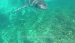 Il se fait bousculer par un requin en Australie