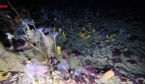 Antarctique: une étonnante vie sous-marine cachée sous la banquise