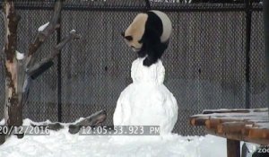 Quand un panda rencontre un bonhomme de neige !