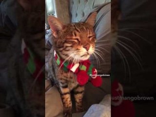 Le Miaulement De Ce Chat A Impressionne Des Millions D Internautes Sur Orange Videos