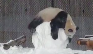 Un panda joue avec un bonhomme de neige !