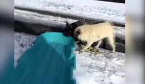Quand les chiens testent la neige pour la première fois - Compilation