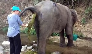 Une vétérinaire aide un éléphant avec une occlusion intestinale !