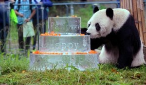 Pan Pan, le plus vieux panda mâle du monde, est mort à l'âge de 31 ans