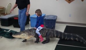 Une fillette chevauche un alligator