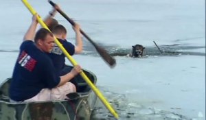 Ils interviennent pour sauver un chien piégé dans un lac gelé!
