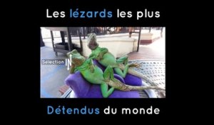 Deux lézards se reposent sur des petits canapés