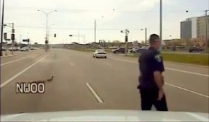 Ce policier fait la circulation ... pour des canards